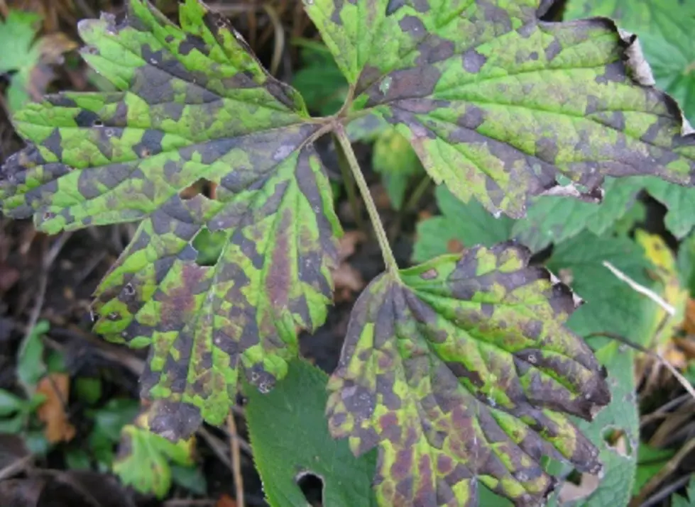 The Tiniest of Worms is Causing Serious Havoc On Trees in Massachusetts