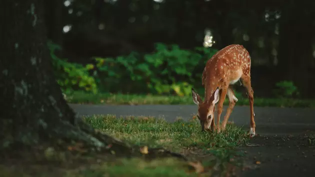 Be Careful! Deer Are Everywhere On Your Trip From Albany to Pittsfield!