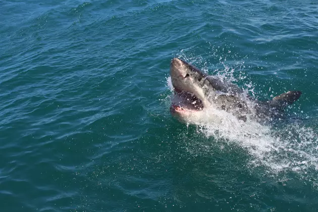 WATCH: Shark Spotted on Camera Swimming in Massachusetts Lagoon