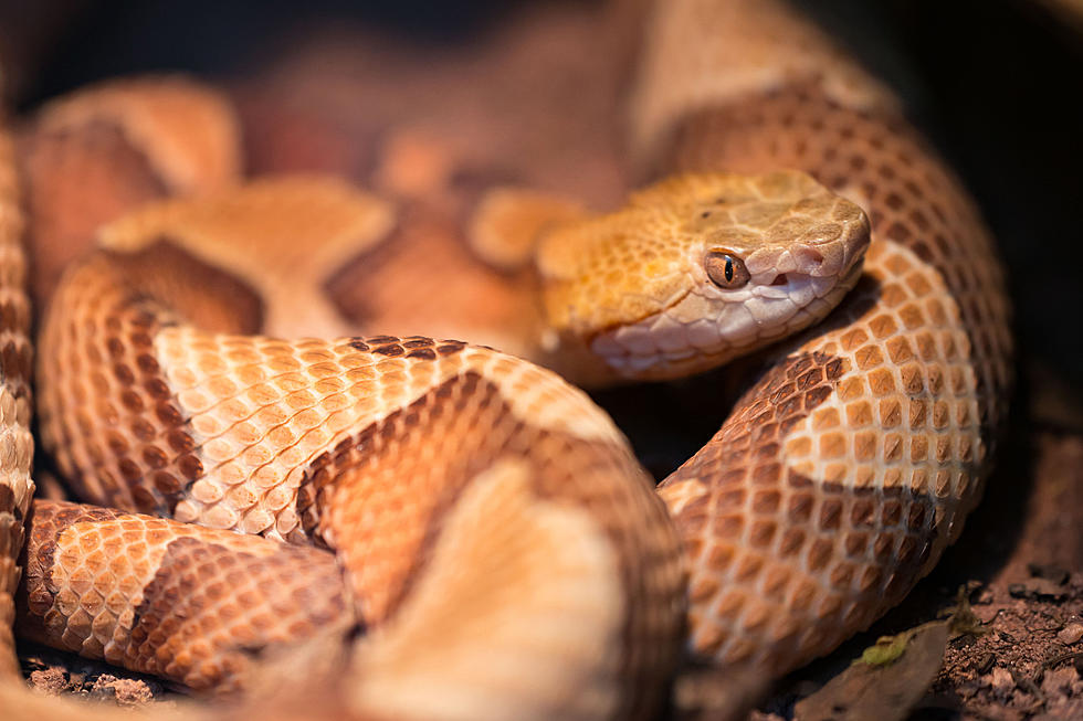 Snake bites man's penis from toilet bowl: A brief history of when rats,  snakes, and other animals attack from below.