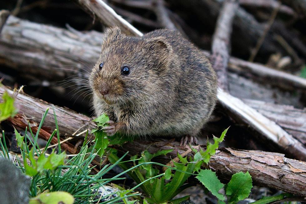 MA Shoppers May Have Rodent Poop Lettuce in Their Homes