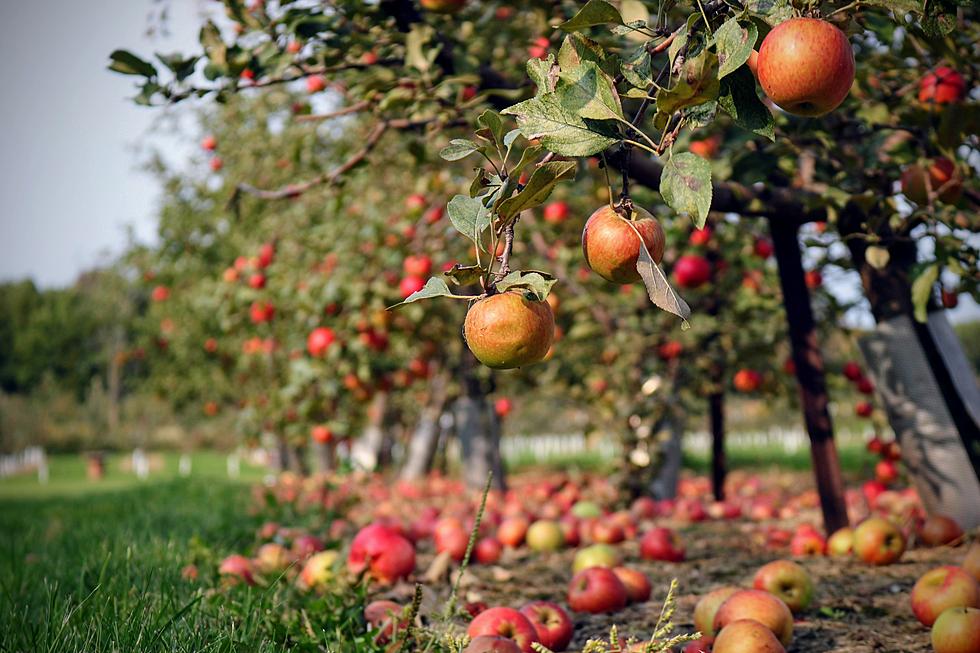 One of the Top Apple Orchards in America is in Massachusetts