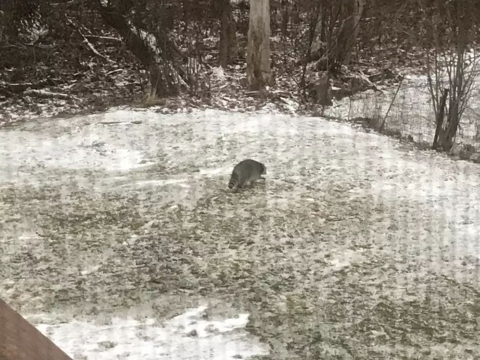 Christmas Raccoon