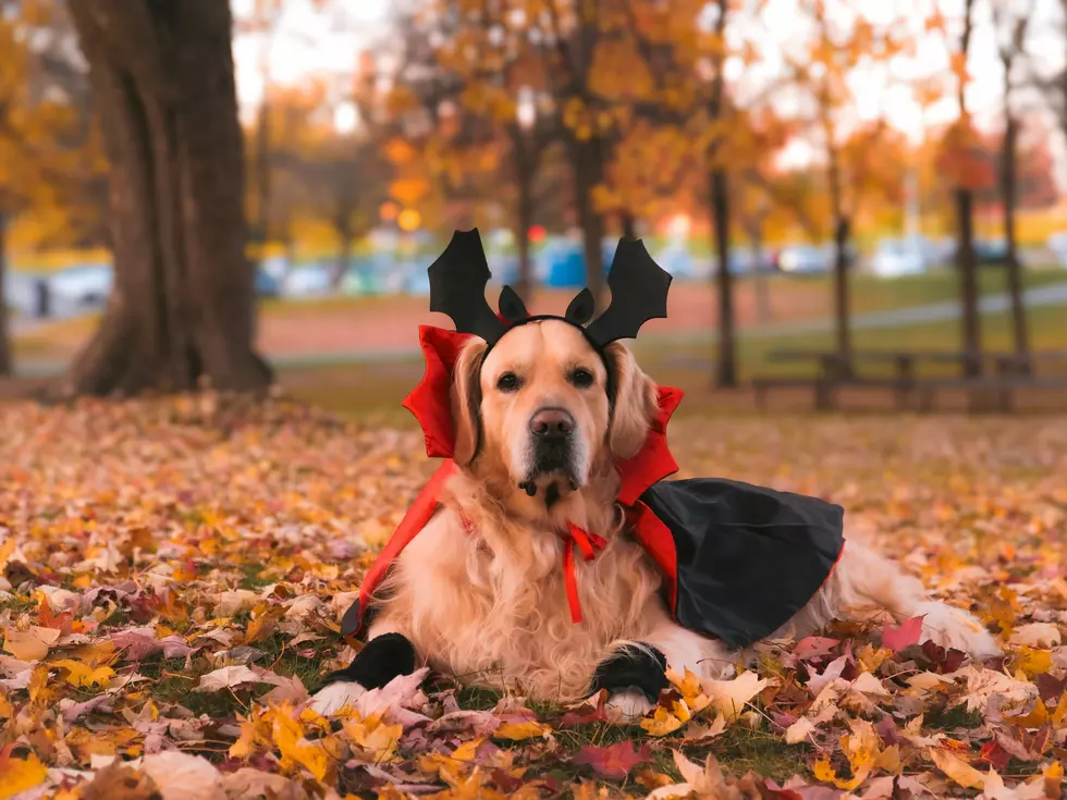 It’s Time to Dress Up Your Pet for Halloween, Submit the Photo and Win on Whoopee