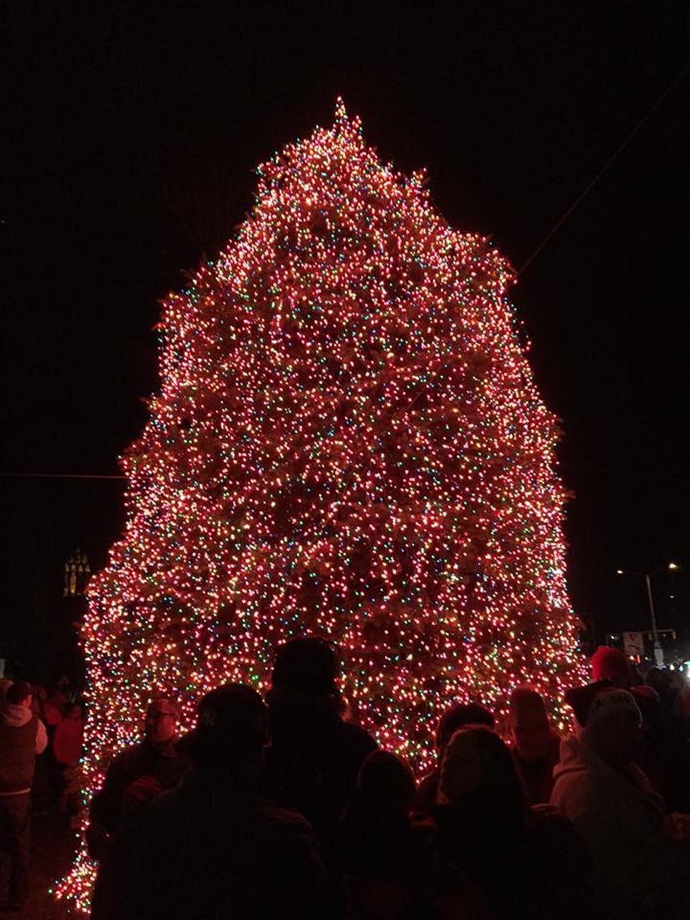 Pittsfield Christmas Tree Arrives In Park Square