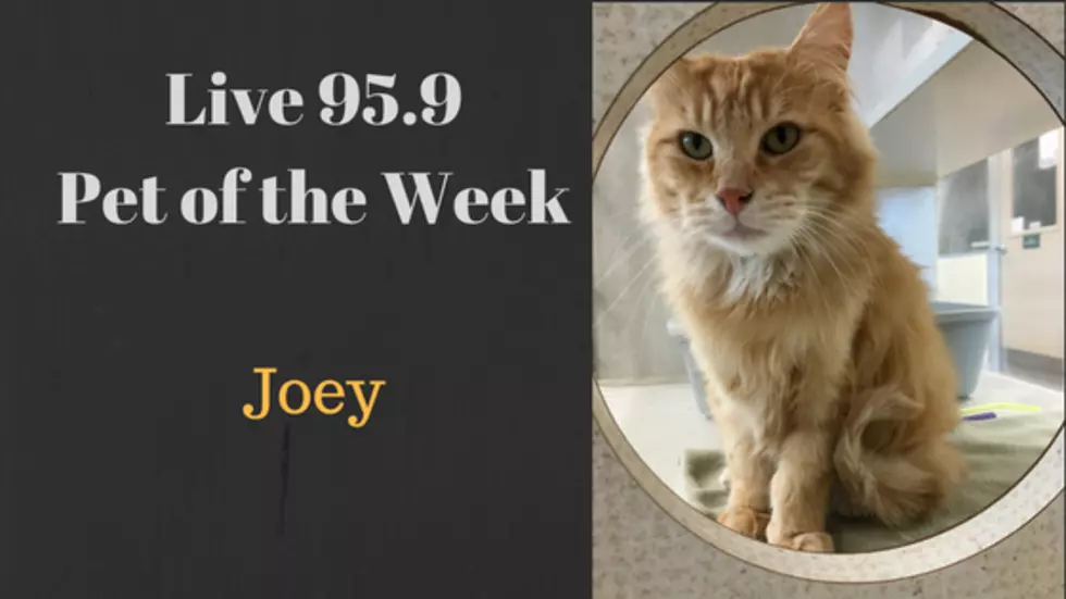 Berkshire Humane Society Pet of The Week