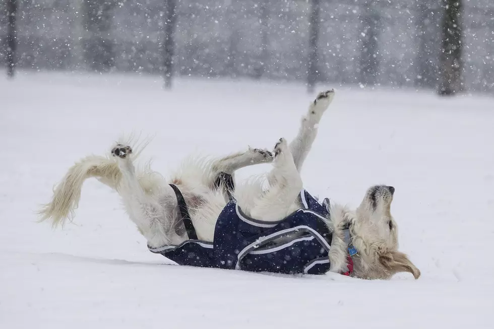 9 Cold Weather Safety Tips for Pets