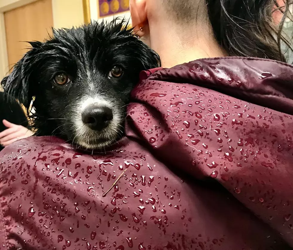 UPDATE: Puppy Missing From Berkshire Humane Society FOUND