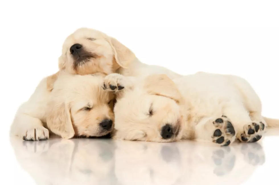 Want to Get Paid $100 an Hour to Play With Puppies?