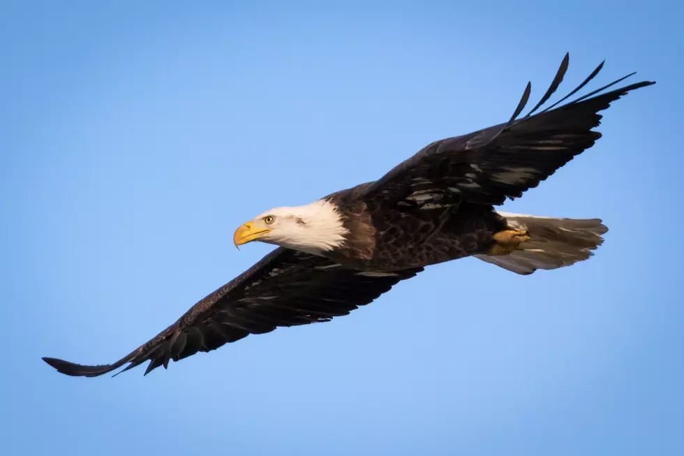 Bald Eagle Numbers Increasing in Massachusetts