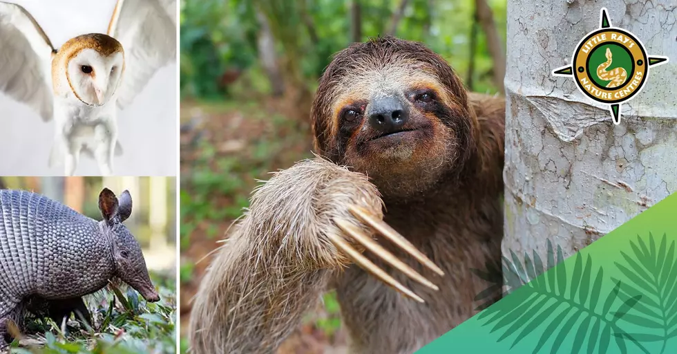 You Can 'Meet A Sloth' Just a Short Drive From The Berkshires 