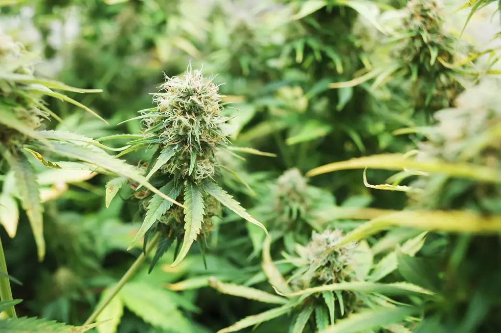 Marijuana Outdoor Cultivation Facility Approved