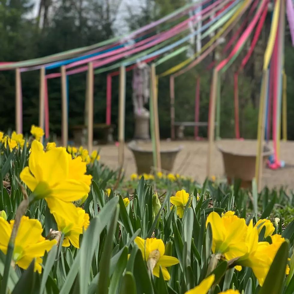 Daffodil Festival; Naumkeag In Full Bloom