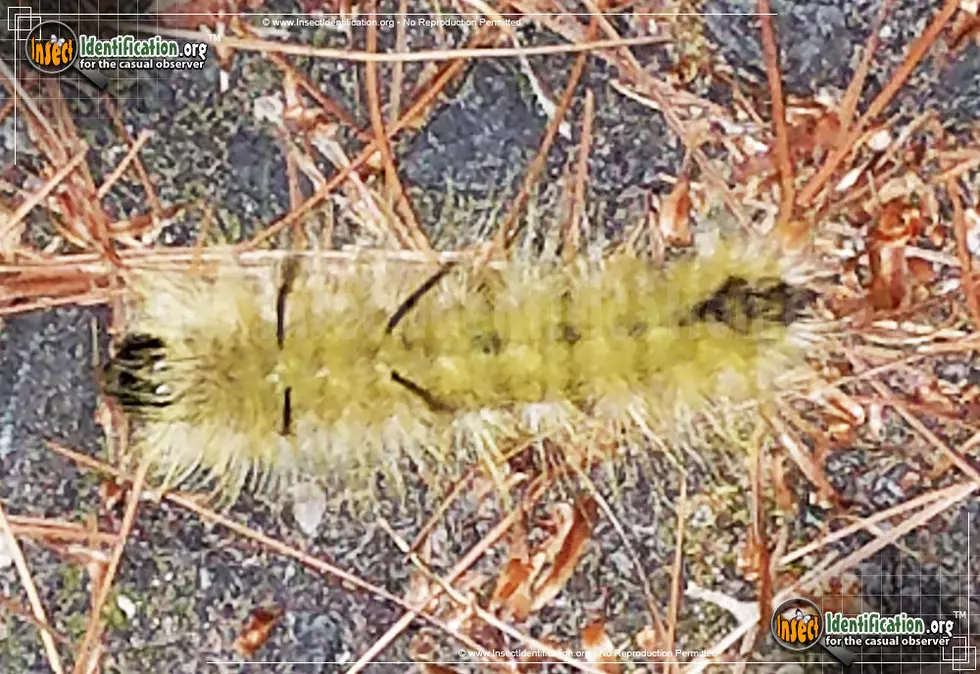 Berkshire Residents, Don&#8217;t Touch This Cute And Fuzzy Caterpillar