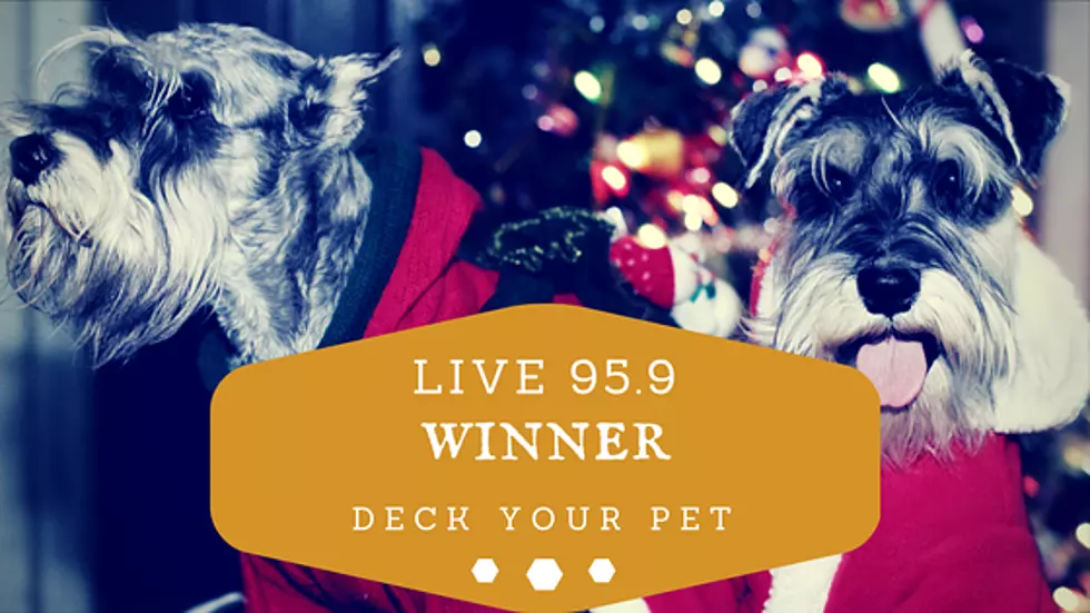The Winner: $500 Deck Your Pet Contest