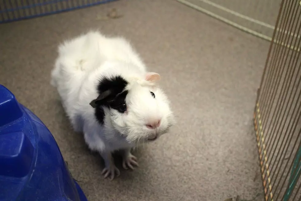 Pet of the Week: All of The Guinea Pigs 