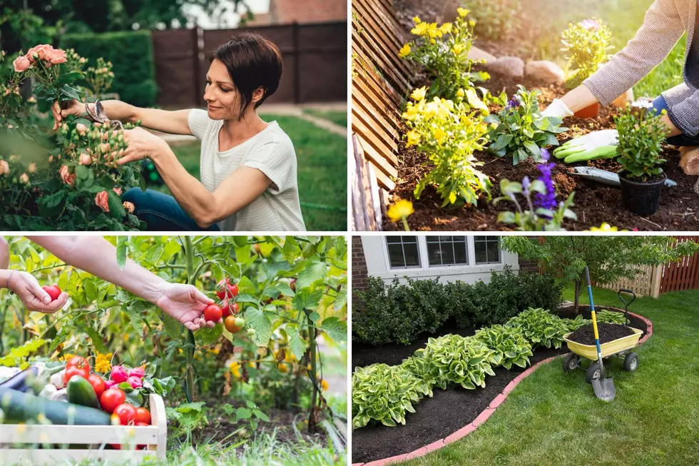Grow Your Dream Garden with Dr. Lahey’s Garden & Landscaping