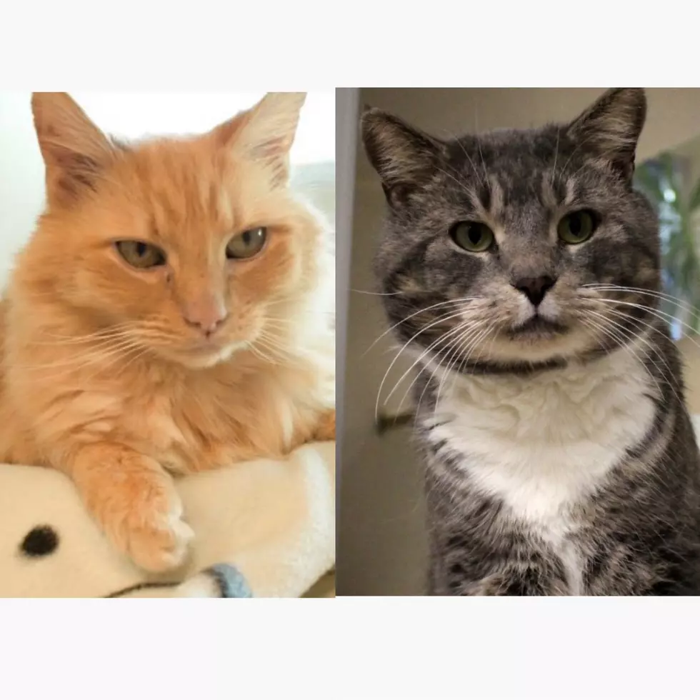 Pets of the Week: Meet Griffin & Kris 