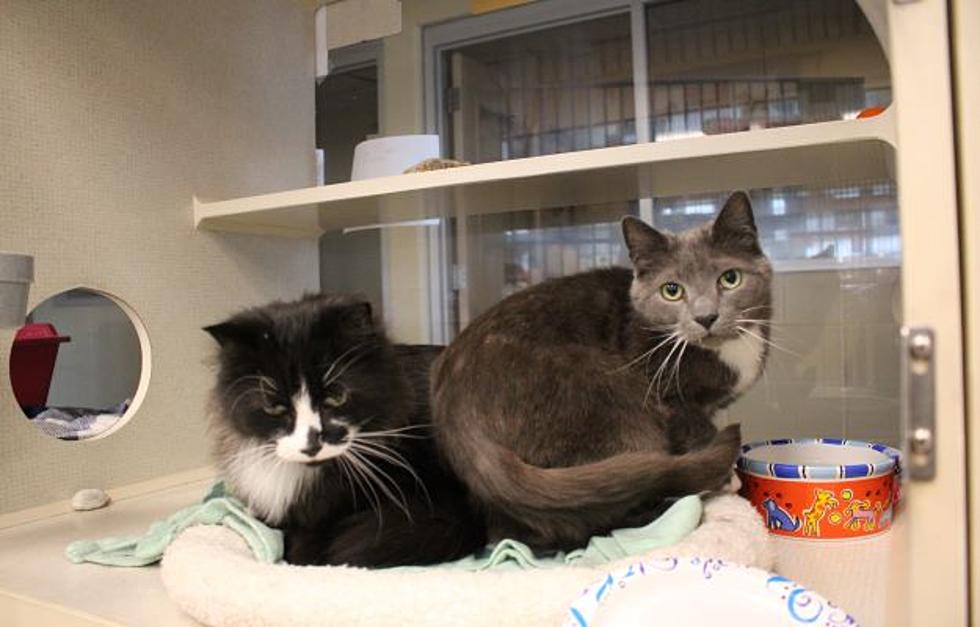 Pet Of The Week: Meet Salem And Tigger