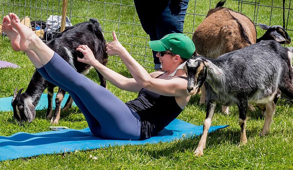 Got Goats? Why You Need Goat Yoga and Where to Find It