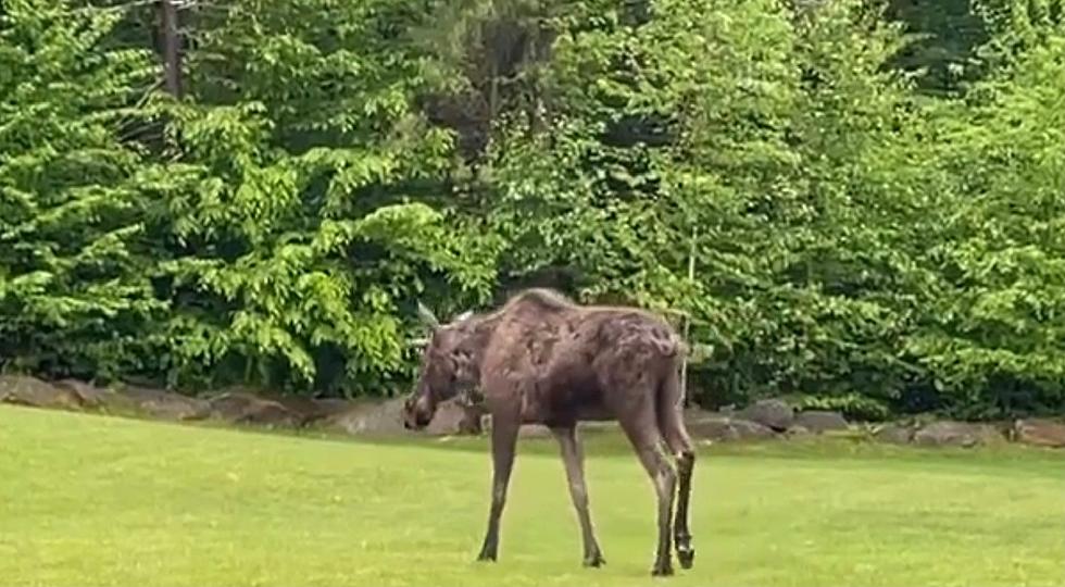Local Berkshire Family Gets Visit from Moose