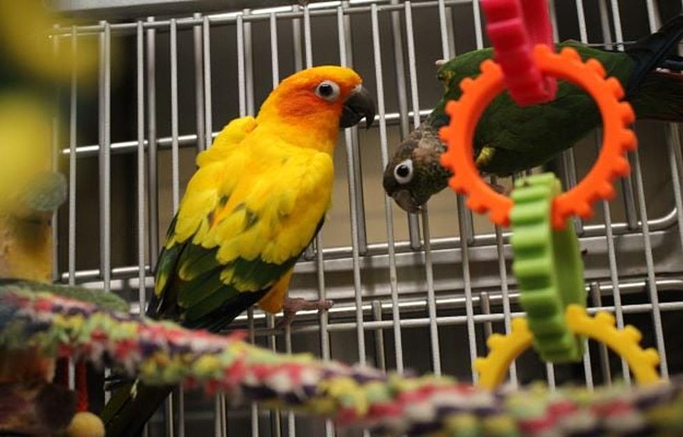 Pet of the Week: All The Birds