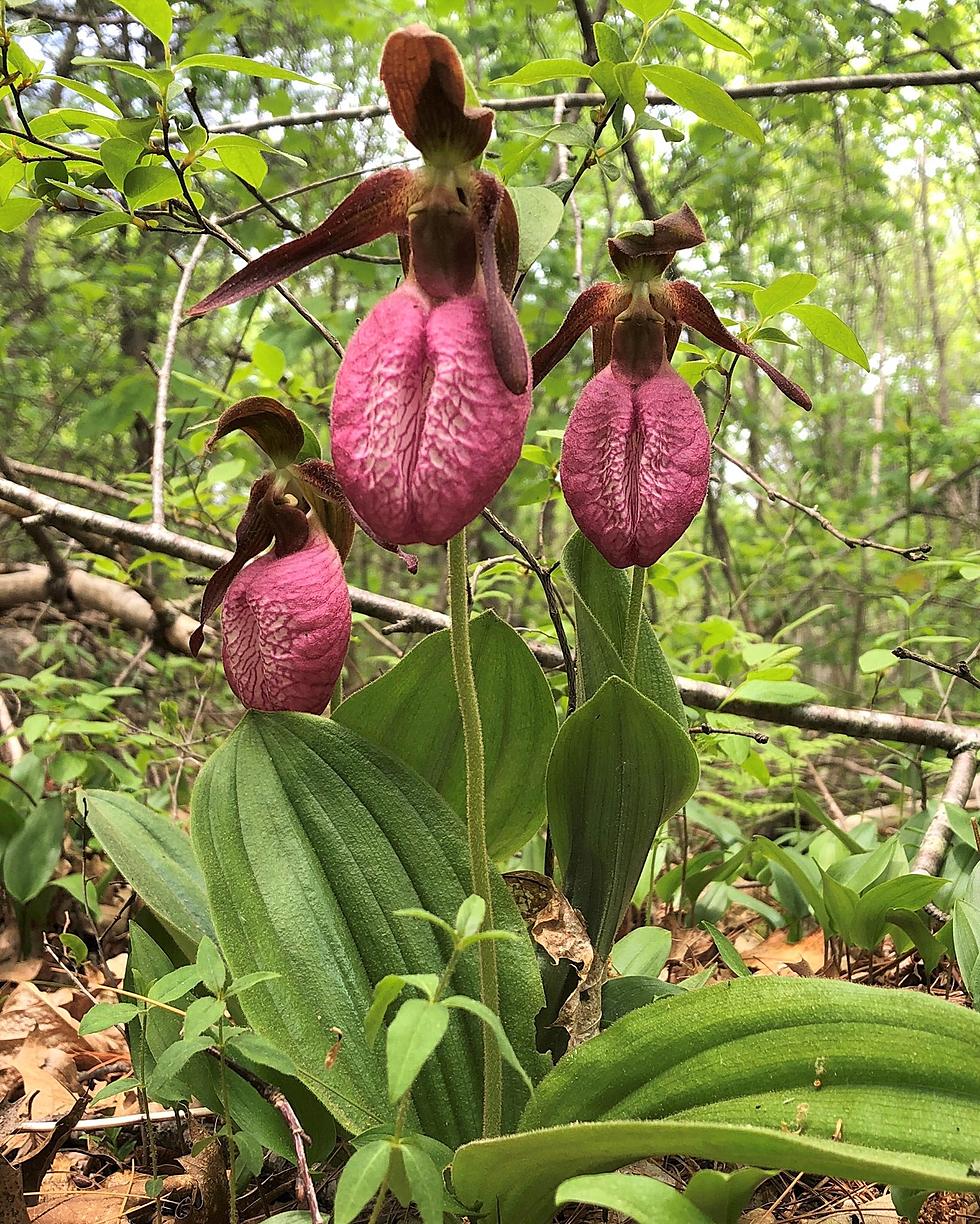 These Springtime Flowers Are Illegal to Pick in Massachusetts 