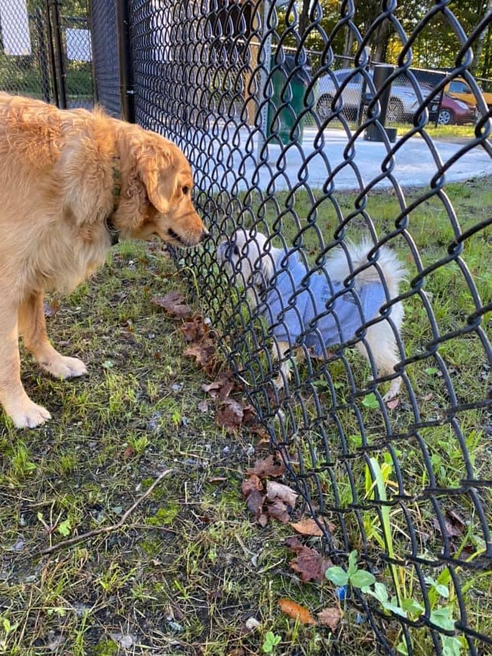 Pittsfield&#8217;s First Official Dog Park Opens, Welcomes First Four-Legged Visitors