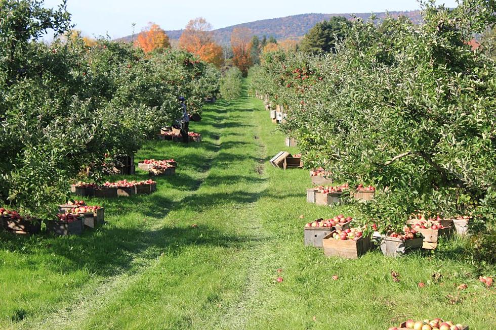 Western Massachusetts Orchard Named Best Apple Picking in State