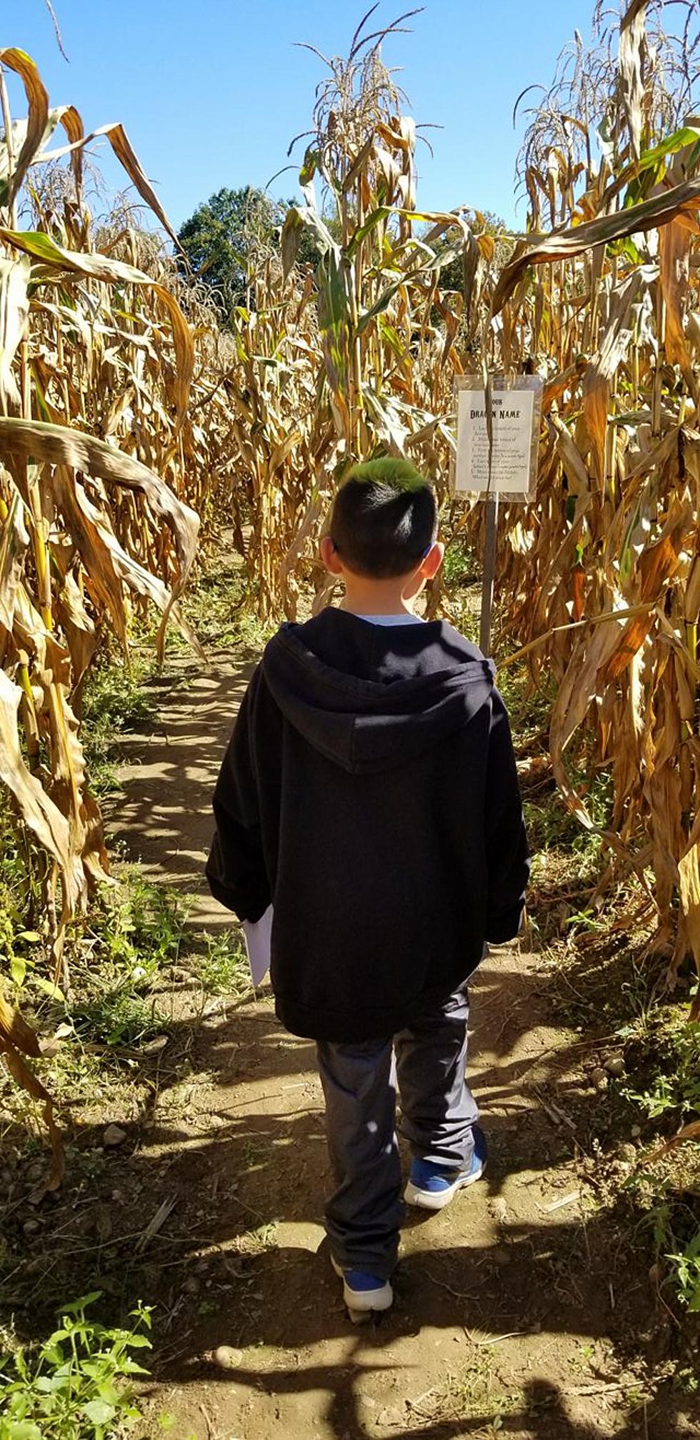 Seven Awesome Corn Mazes to Visit in Western Massachusetts