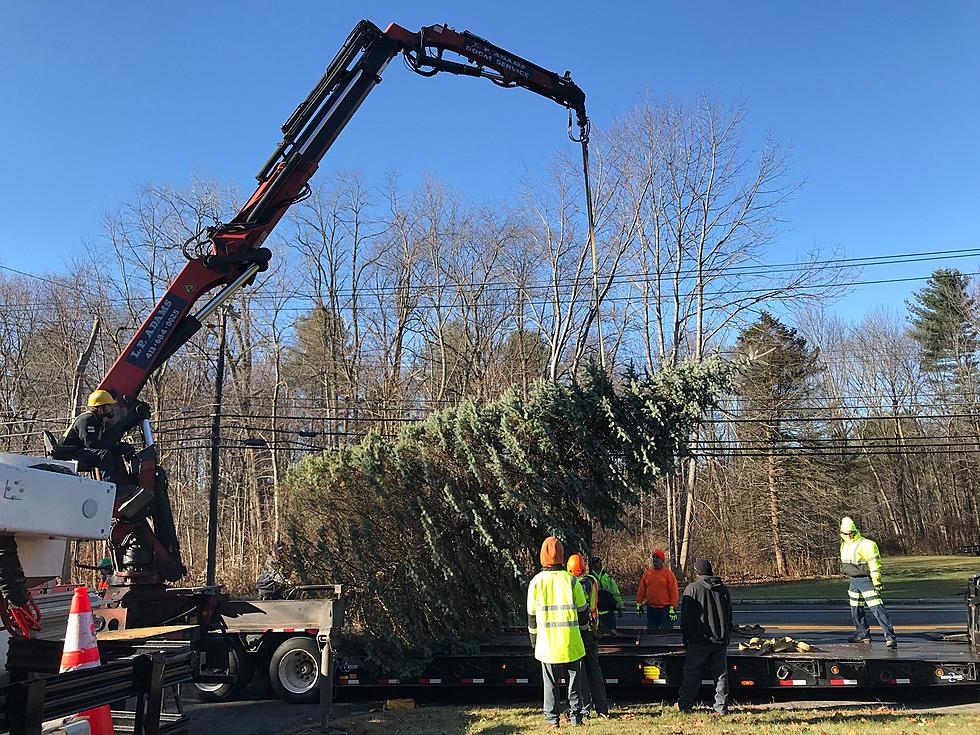 Pittsfield Is Looking For Their Official Holiday Tree