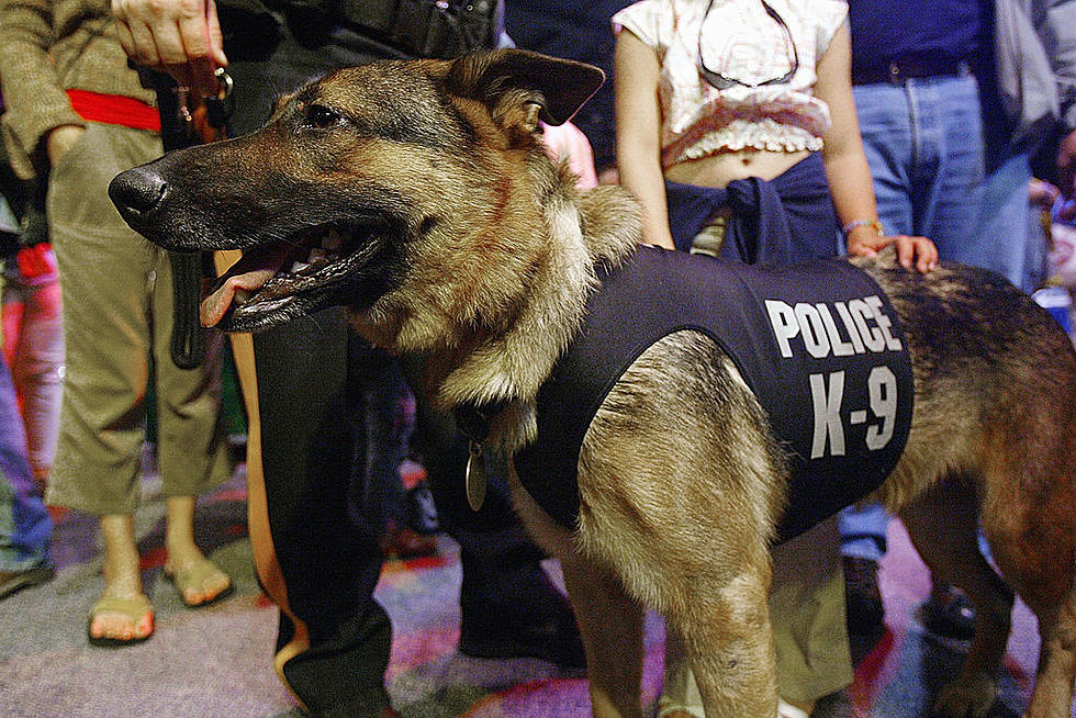 A new law could help save the life of a Massachusetts Police Dog