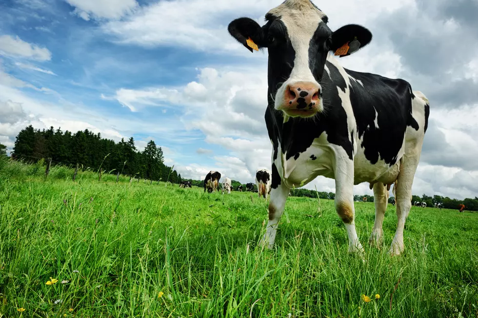 Black and white calf at green field