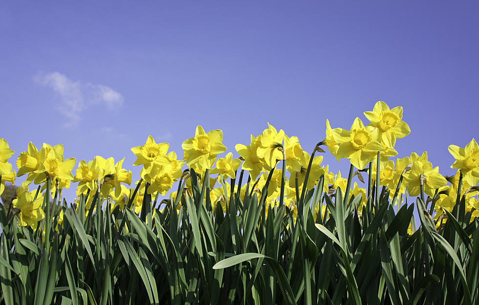 This Week’s Berkshire Weather Outlook…April Showers Bring May Flowers
