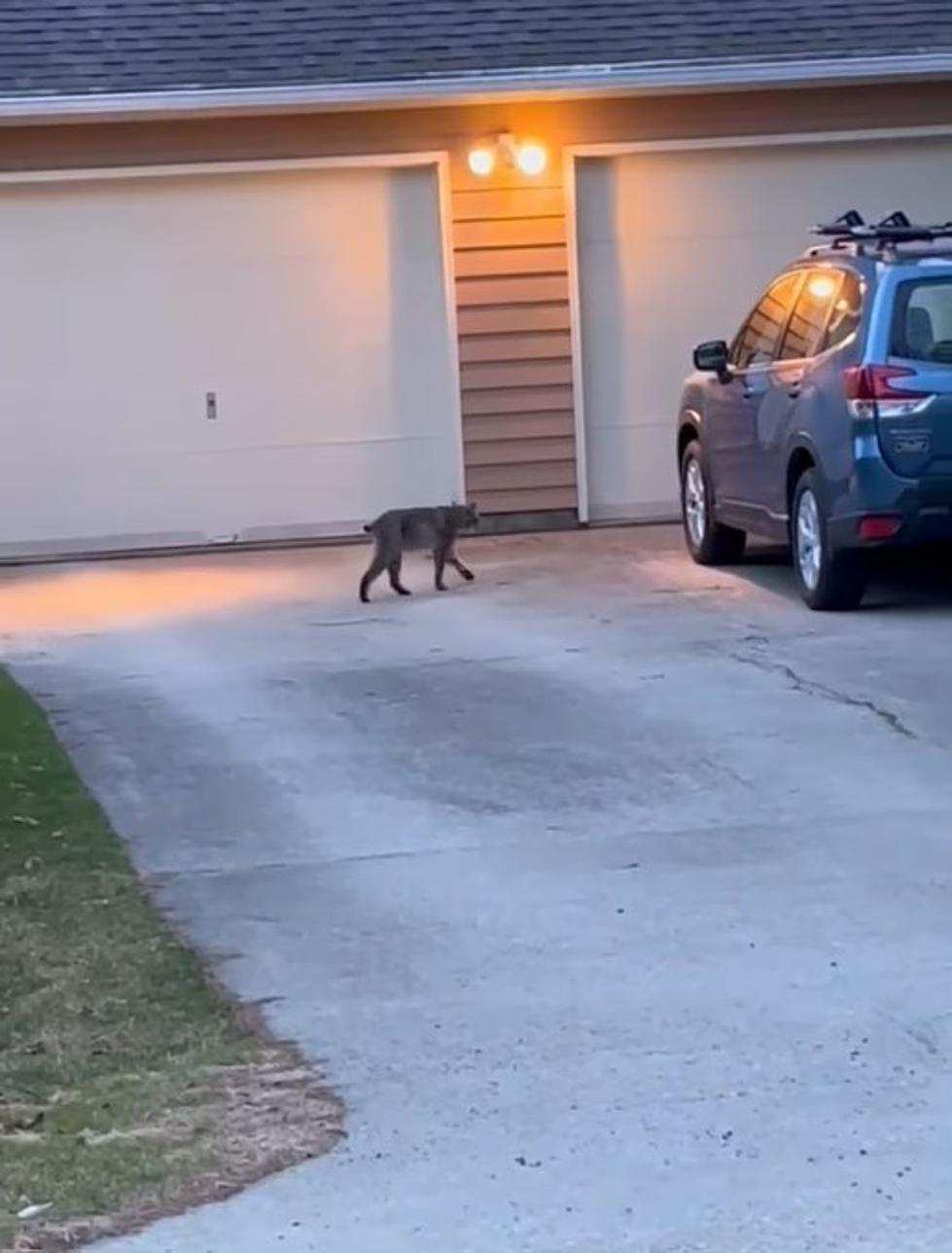 Wow! Bobcats Trolling Western Massachusetts Neighborhood (Videos)