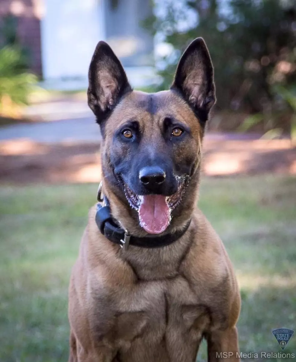 Highly Decorated Massachusetts State Police K-9 Killed in Standoff