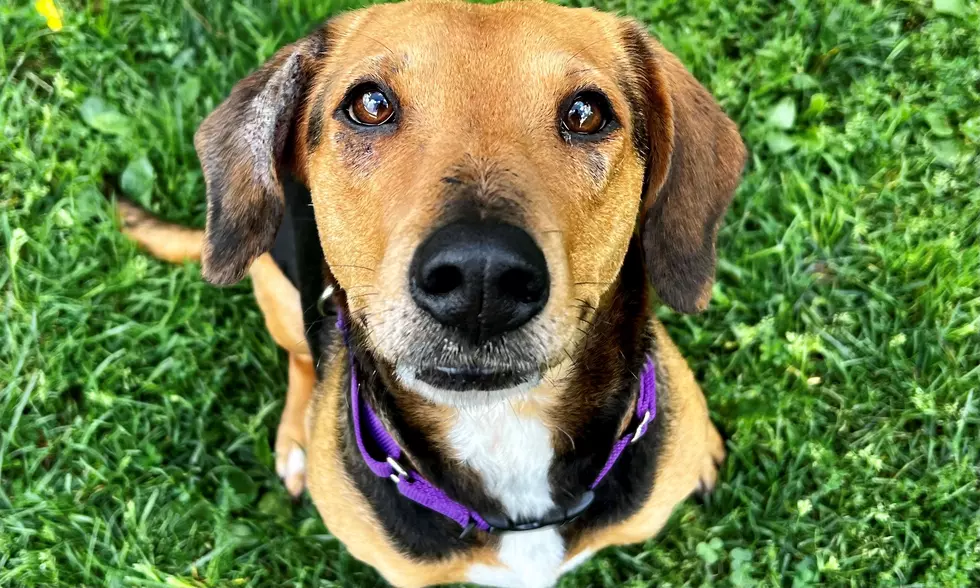 Berkshire Humane Society Pet Of The Week: Meet Nala