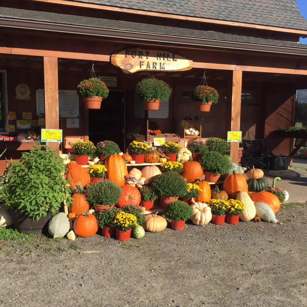 5 Places To Get Pumpkins In The Berkshires