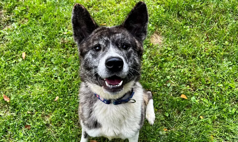 Berkshire Humane Society Pet of the Week: Meet Luna