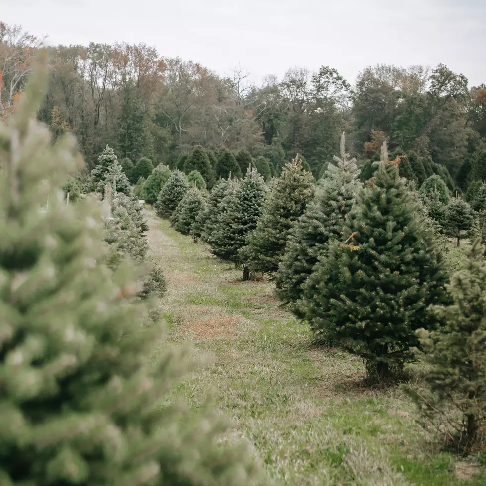 Here’s What Massachusetts Residents Can Expect To Pay For A Christmas Tree This Year