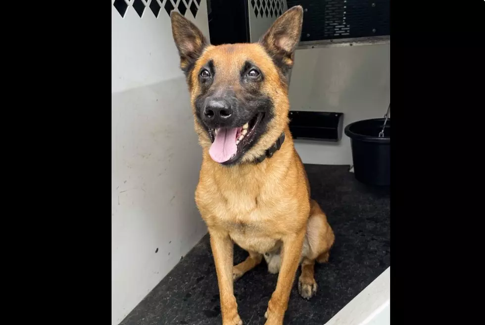 K9 Officer Helps Track Down Western Massachusetts Domestic Violence Suspect