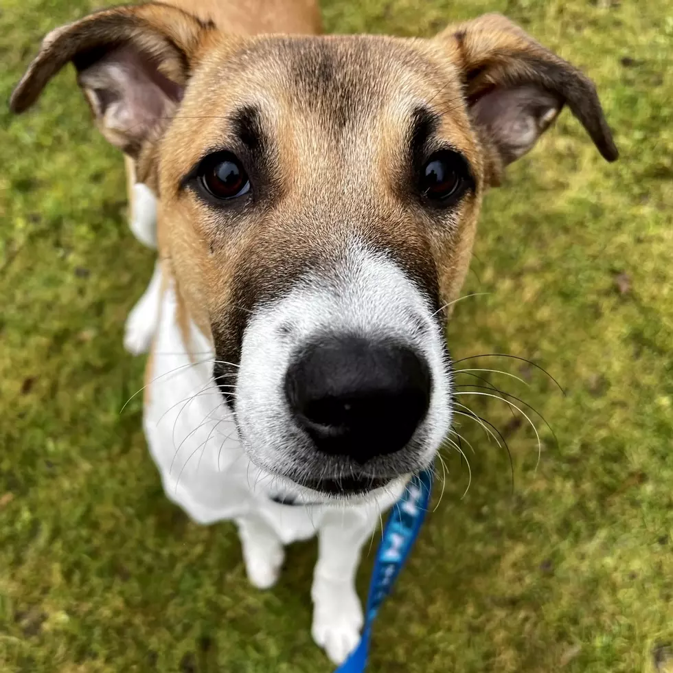 Berkshire Humane Society Pet of the Week: Meet Rudy