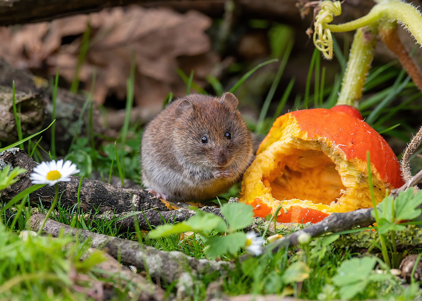 Thought I had a vole problem, turns out it was a mole problem