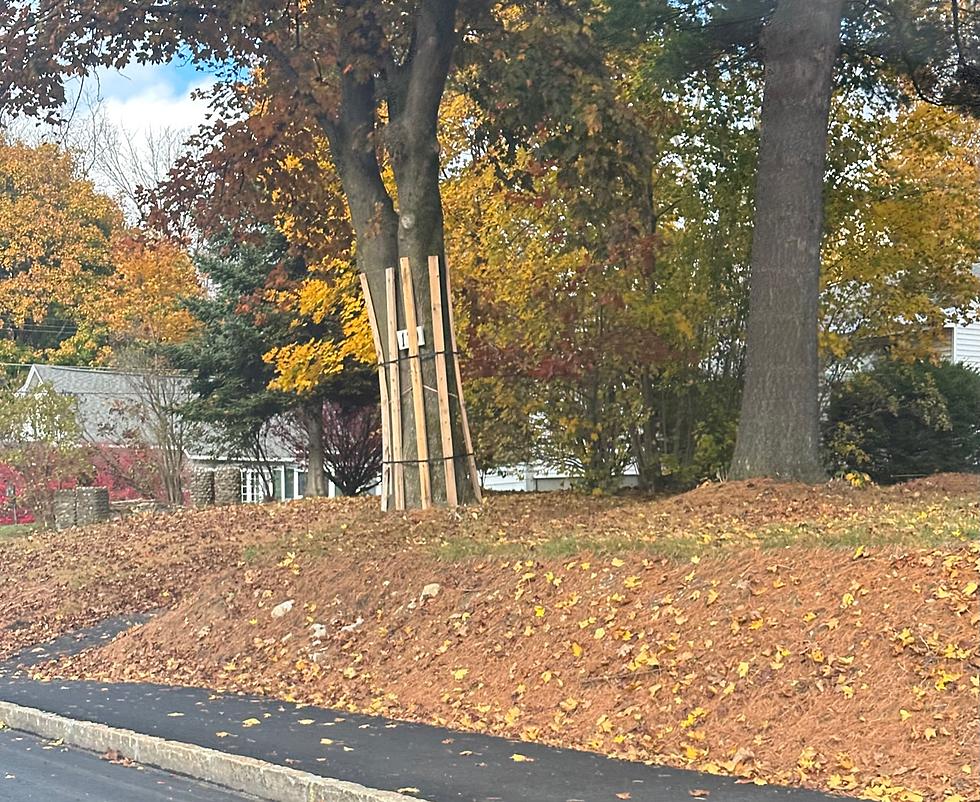 Why Do Some Massachusetts Trees Have Wooden Planks Around Them?