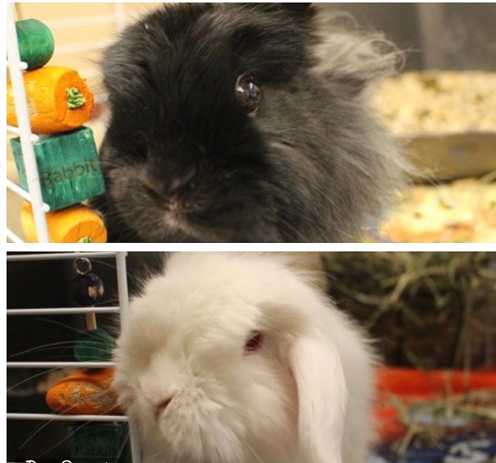 Berkshire Humane Society Pet(s) of the Week: Meet Beets & Radish