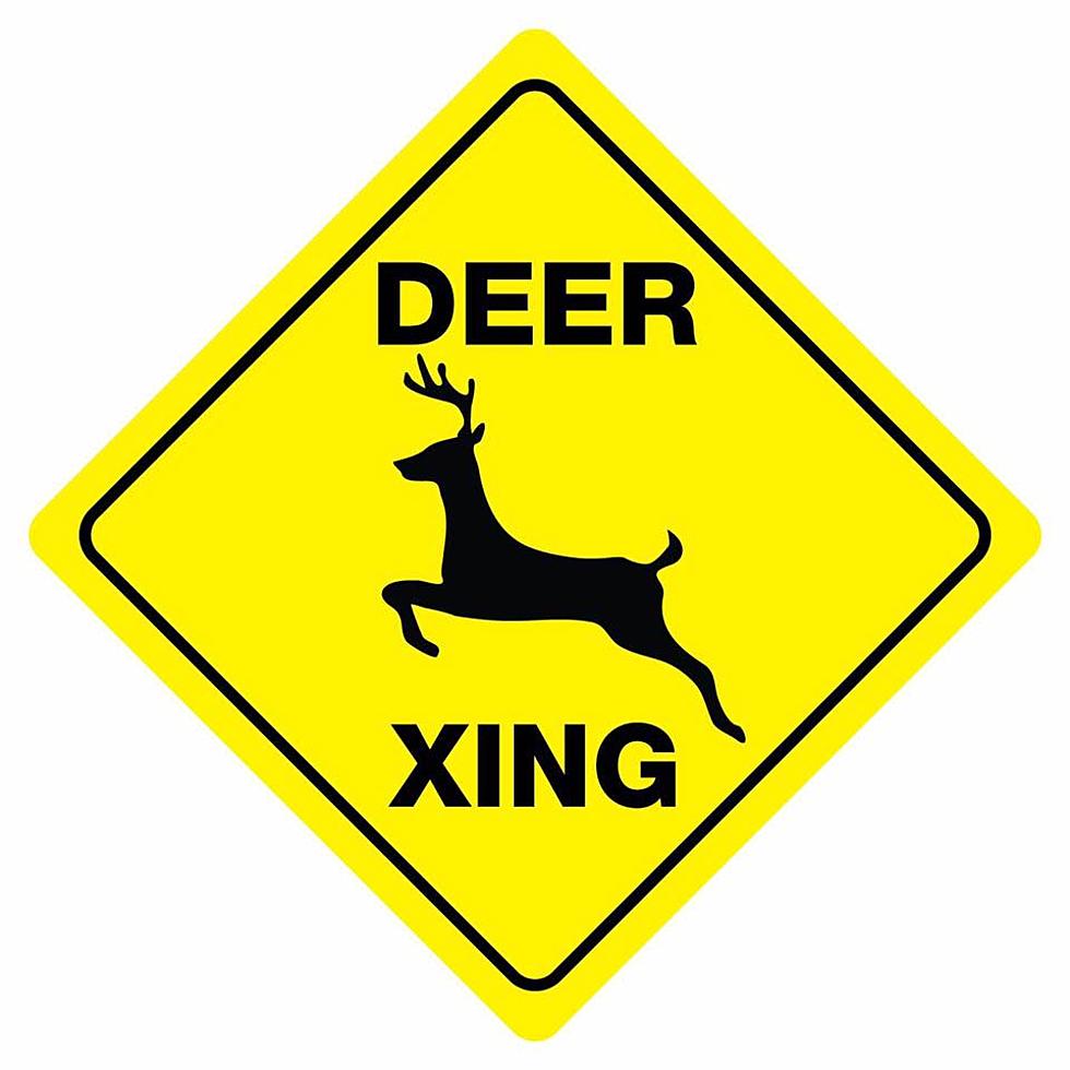 If You Hit A Deer In Massachusetts, Can You Take It Home?