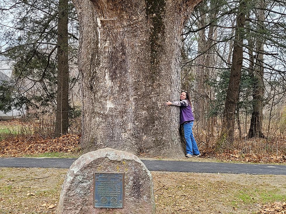 The Largest Tree on the East Coast is Located in Massachusetts 