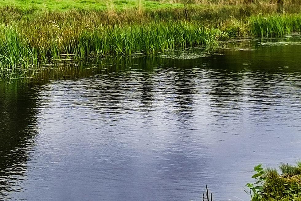 Huge, Venomous Bug Can Bite Humans in Massachusetts Waters