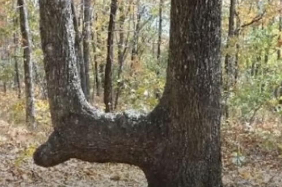 What is the Meaning Behind a Bent Tree in Massachusetts?