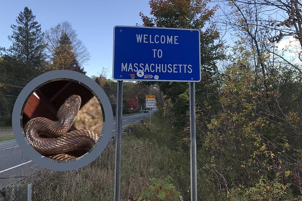 Is Massachusetts' Largest Snake Harmful to Humans? (Video)